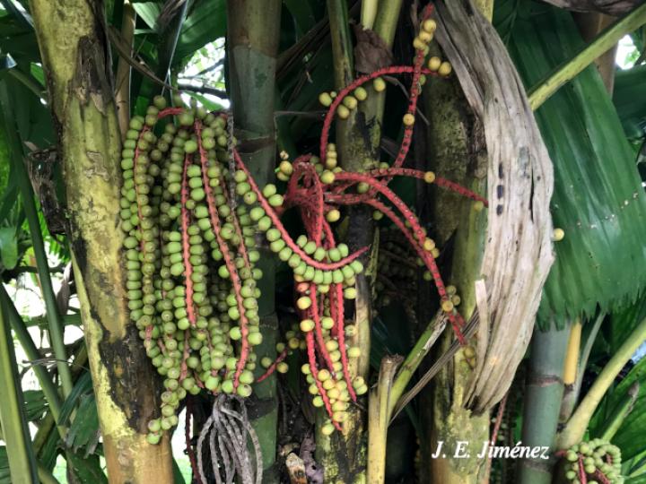 Pinanga kuhlii (Pinanga)