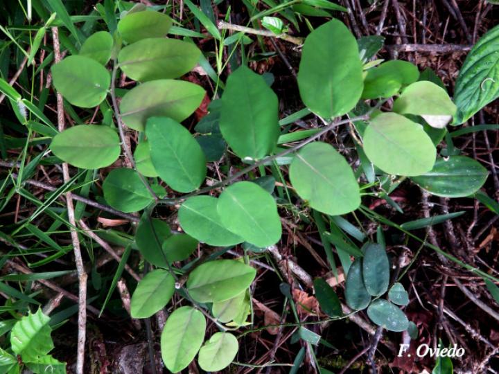 Securidaca diversifolia (Bejuco mariposa, Carro caliente) Securidaca diversifolia (Bejuco mariposa, Carro caliente)