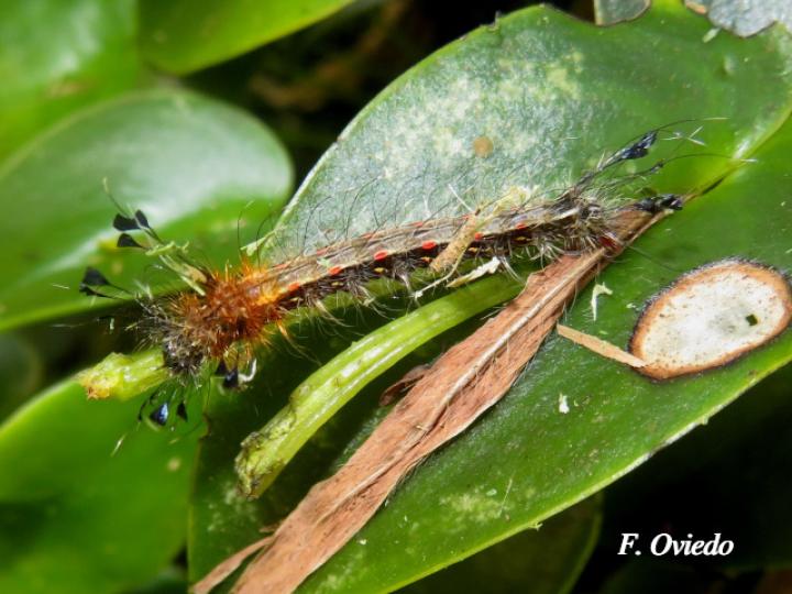 Zanola verago