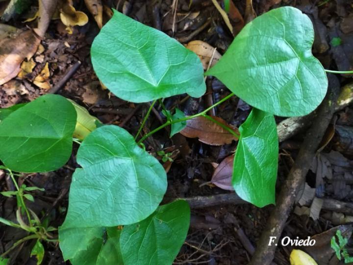 Cissampelos grandifolia