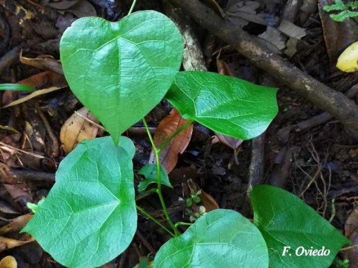 Cissampelos grandifolia