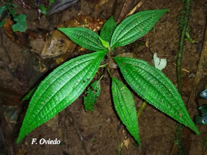 Henriettea tuberculosa