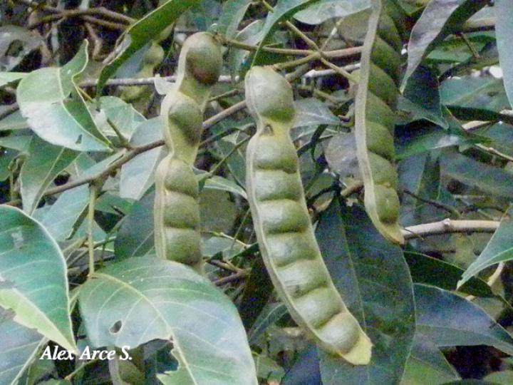 Inga punctata (Cuajiniquil)