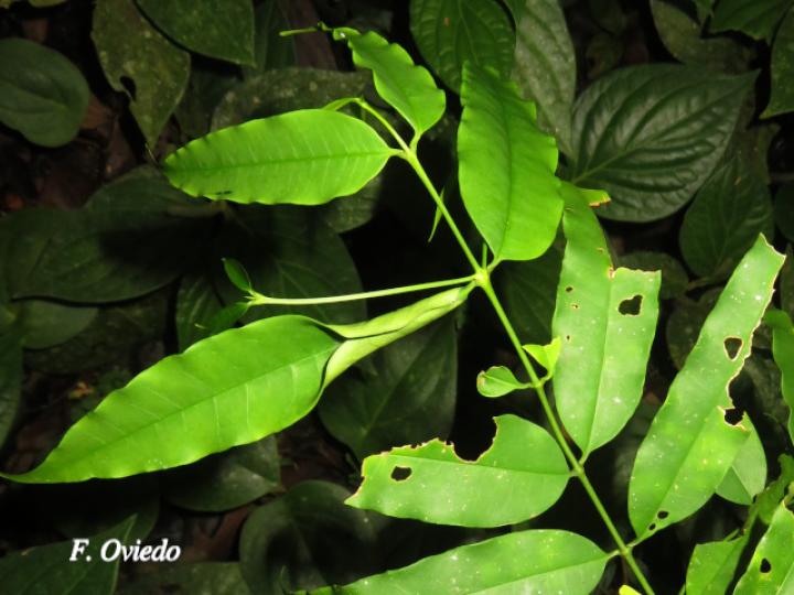 Lacmellea panamensis (Lagartillo, Lagarto negro)