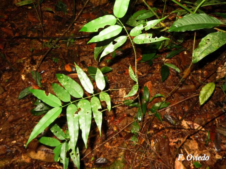 Lacmellea panamensis (Lagartillo, Lagarto negro)