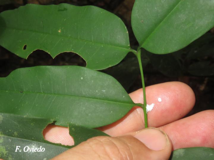 Lacmellea panamensis (Lagartillo, Lagarto negro)