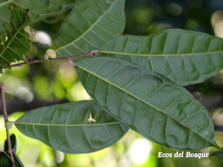 Maquira guianensis (Manglillo)