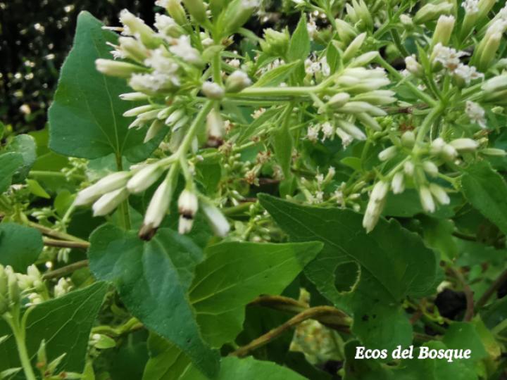 Mikania cordifolia