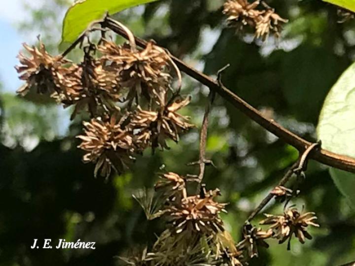 Mikania hookeriana (Bejuco traqueador)