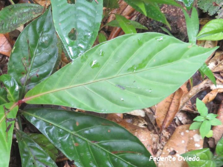 Pentagonia costaricensis