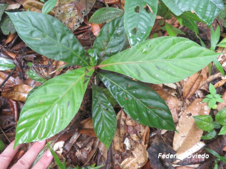 Pentagonia costaricensis