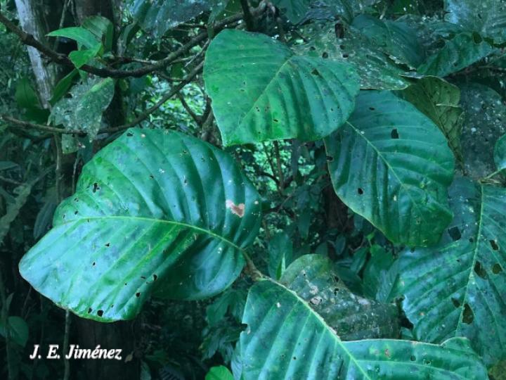 Pentagonia costaricensis