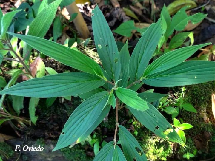 Piper friedrichsthalii