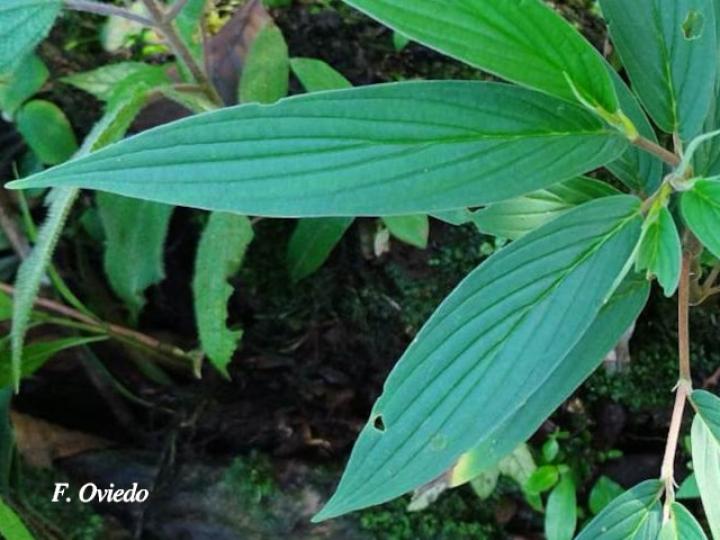 Piper friedrichsthalii