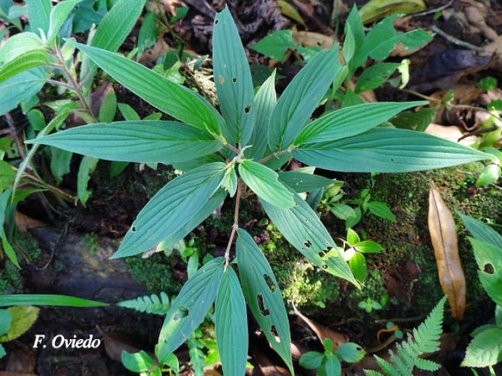 Piper friedrichsthalii