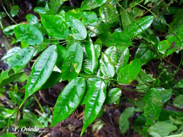 Securidaca diversifolia (Bejuco mariposa, Carro caliente) Securidaca diversifolia (Bejuco mariposa, Carro caliente)