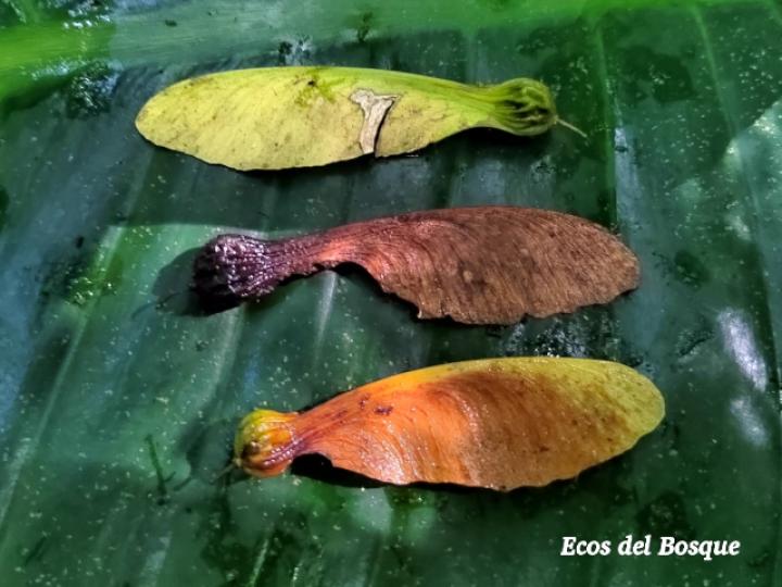 Securidaca diversifolia (Bejuco mariposa, Carro caliente) Securidaca diversifolia (Bejuco mariposa, Carro caliente)