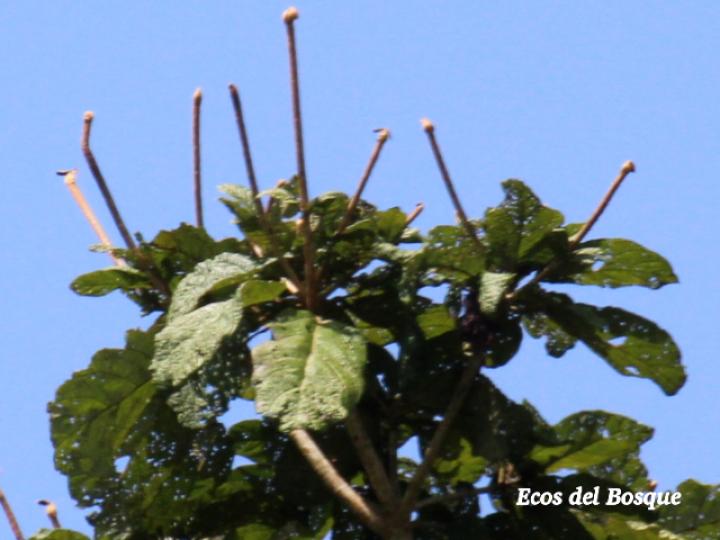 Sterculia recordiana