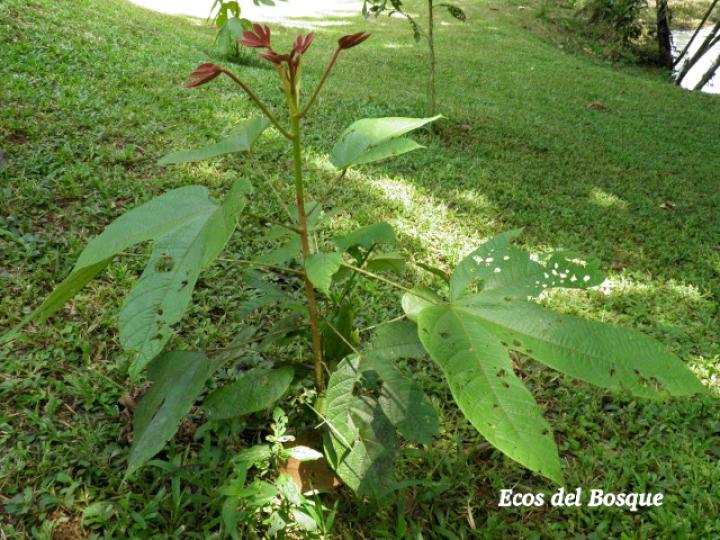 Sterculia recordiana