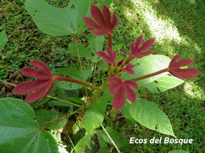 Sterculia recordiana