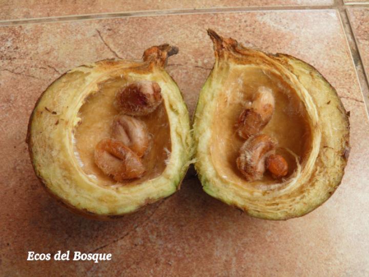 Sterculia recordiana