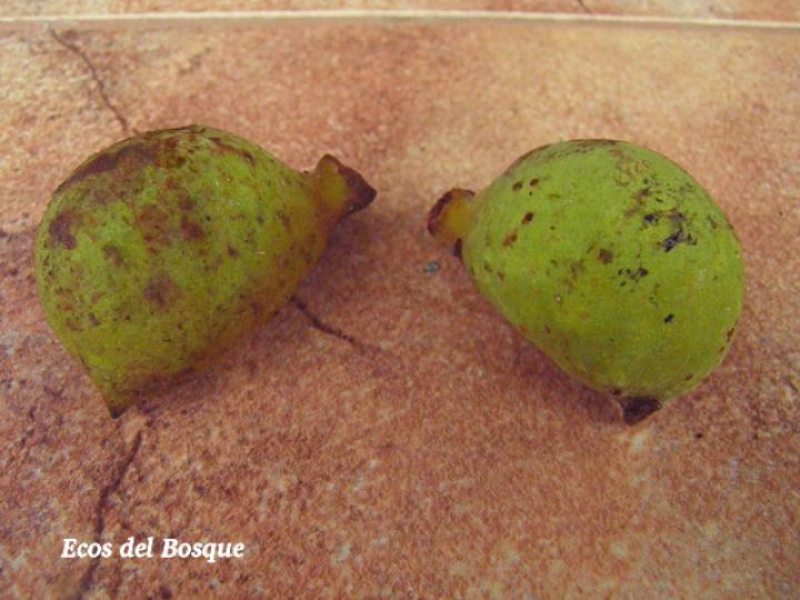 Sterculia recordiana