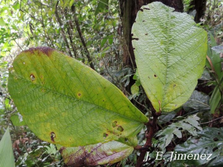 Theobroma simiarum (Teta negra, Cacao de mico)