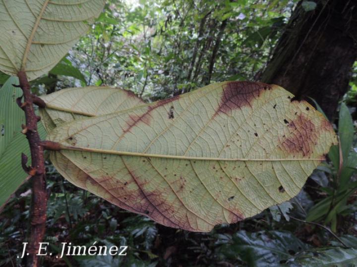 Theobroma simiarum (Teta negra, Cacao de mico)
