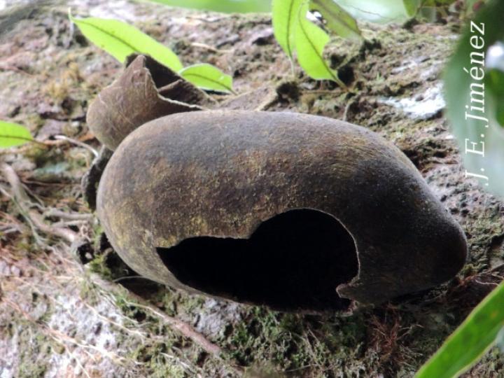 Theobroma simiarum (Teta negra, Cacao de mico)
