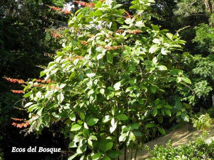 Warscewiczia coccinea (Pastora de montaña)