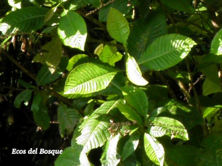 Warscewiczia coccinea (Pastora de montaña)