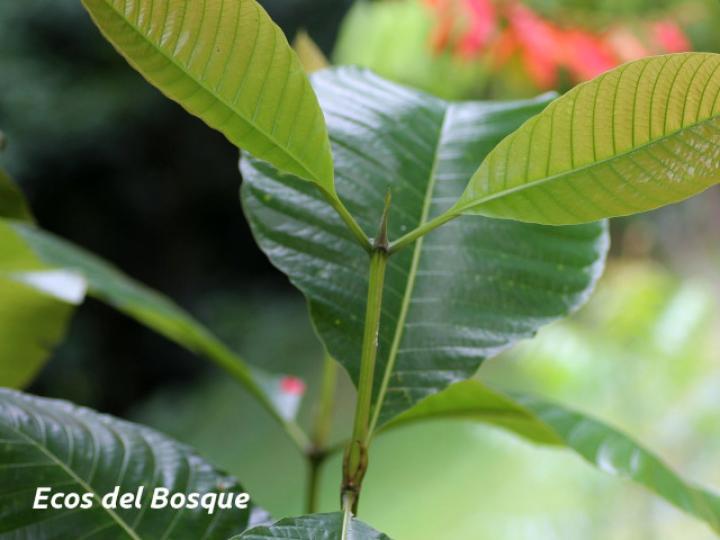 Warscewiczia coccinea (Pastora de montaña)