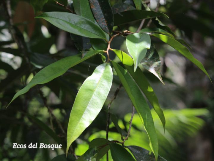 Xylopia sericophylla (Malagueto, Gabul)