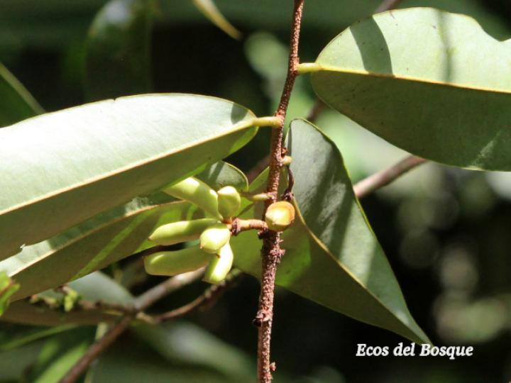 Xylopia sericophylla (Malagueto, Gabul)