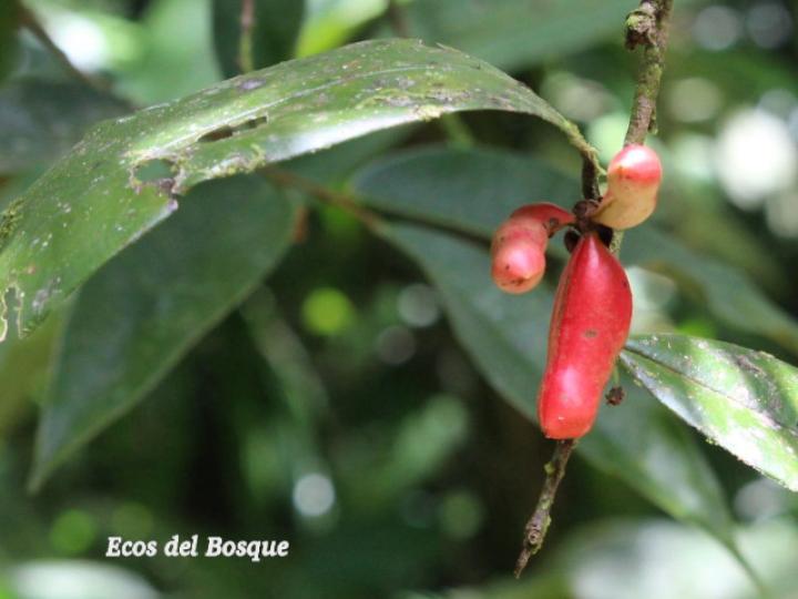 Xylopia sericophylla (Malagueto, Gabul)