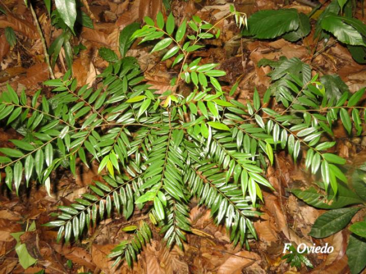 Xylopia sericophylla (Malagueto, Gabul)