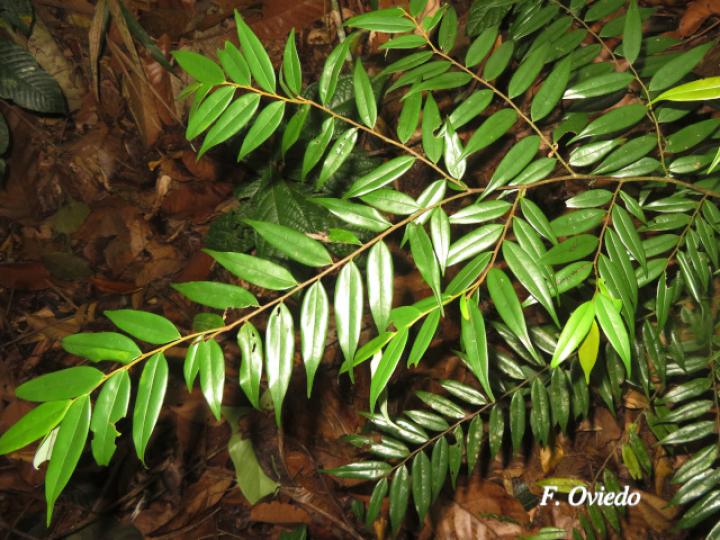 Xylopia sericophylla (Malagueto, Gabul)