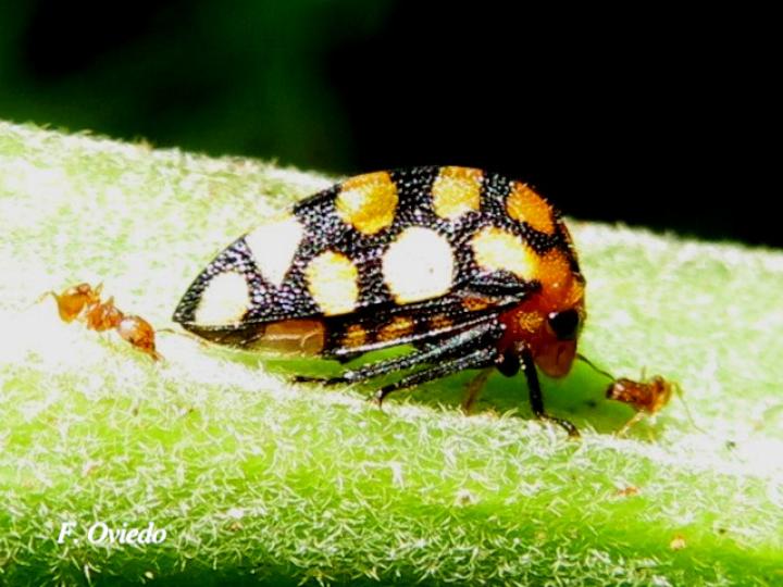 Adippe zebrina