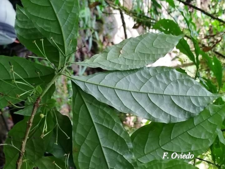 Aegiphila costaricensis