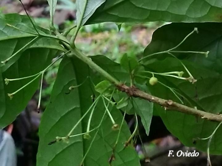 Aegiphila costaricensis