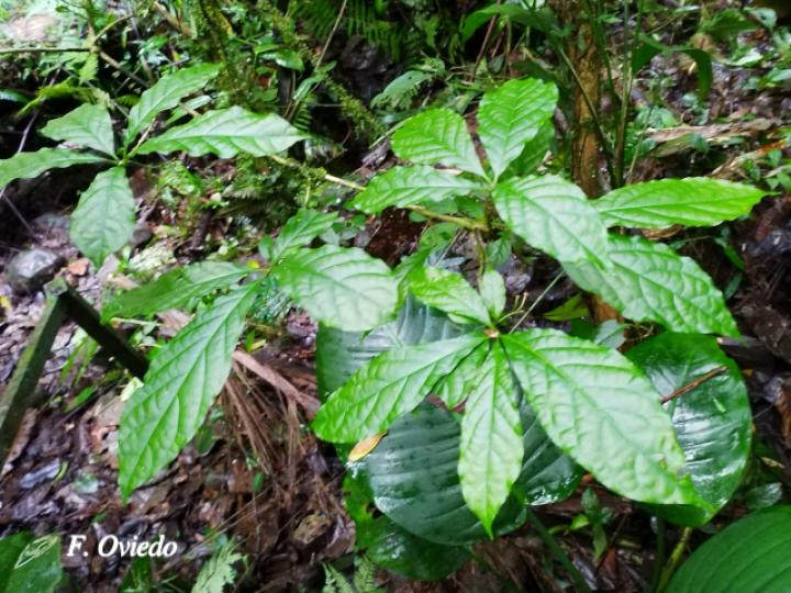 Aegiphila costaricensis