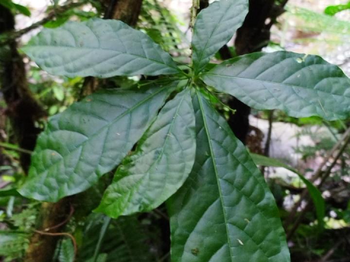 Aegiphila costaricensis