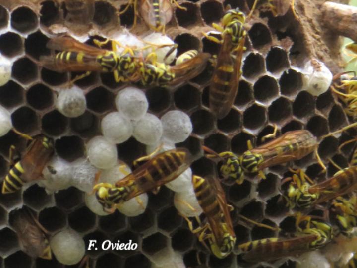Agelaia cajennensis (Avispa de cavidades de cayena)