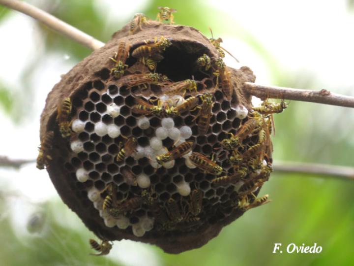 Agelaia cajennensis (Avispa de cavidades de cayena)