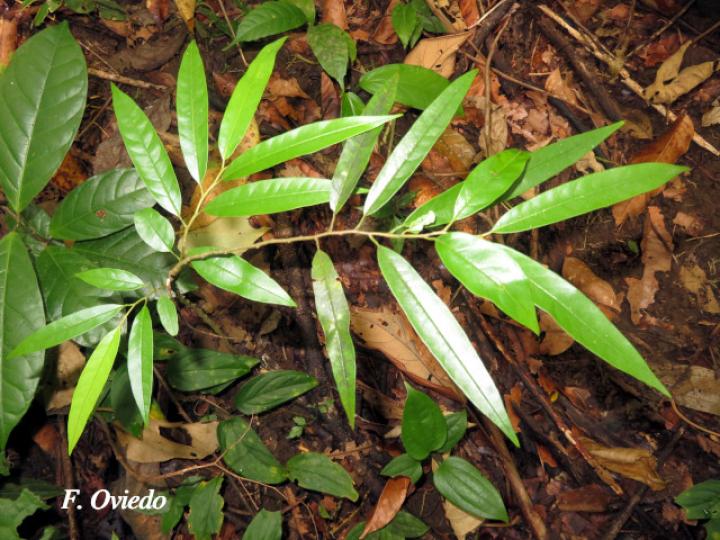 Annona papilionella (Anonillo, Majagua)