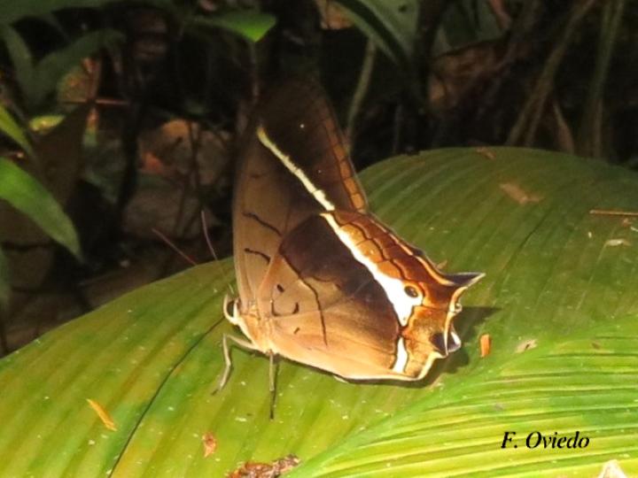 Antirrhea philoctetes lindigii