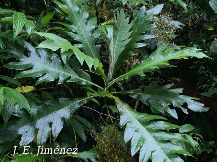 Bocconia frutescens