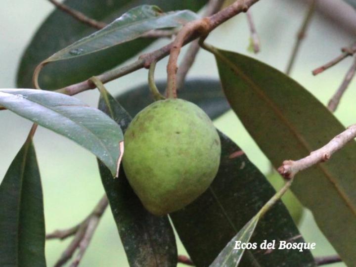 Calophyllum brasiliense (Cedro maría)