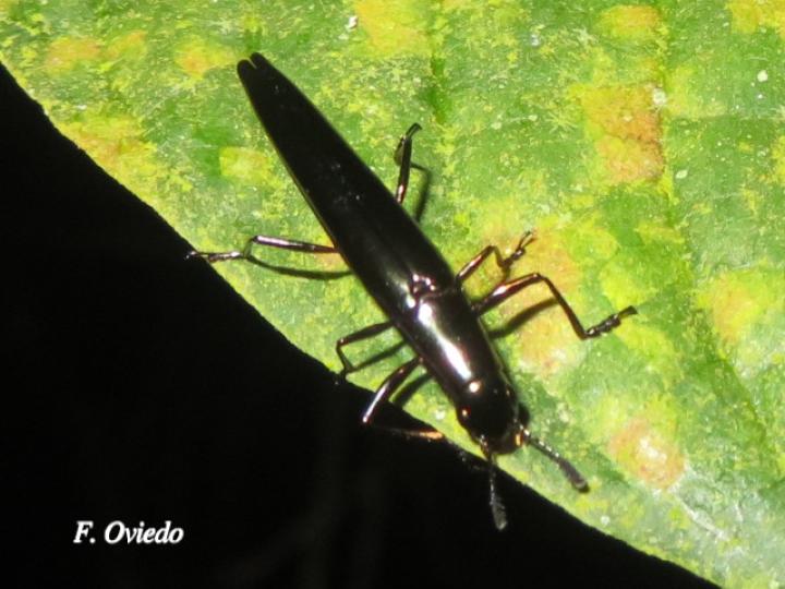 Camptocarpus longicollis