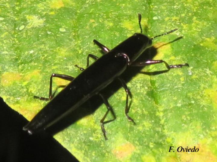 Camptocarpus longicollis